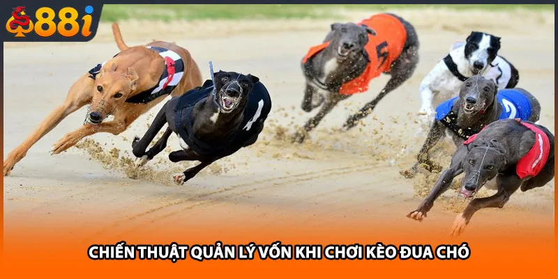 Chiến thuật quản lý vốn khi chơi kèo đua chó
