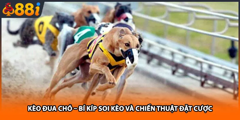 Kèo Đua Chó – Bí Kíp Soi Kèo Và Chiến Thuật Đặt Cược