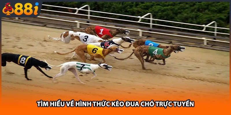 Tìm hiểu về hình thức kèo đua chó trực tuyến